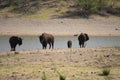 American Bison at Caprock Canyons State Park, Texas Royalty Free Stock Photo