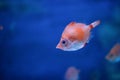 Boarfish in water Royalty Free Stock Photo