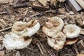 Cluster Of Dried Pluteus Petasatus Mushroom