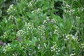 Capsella bursa-pastoris blooms in nature