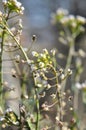 Capsella bursa-pastoris blooms in nature