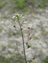 Capsella bursa pastoris close up