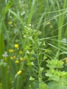 Capsella bursa pastoris close up