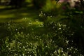 Capsella bursa-pastoris, a flowering herb of shepherd`s purse. Small white flowers among green grass in a summer garden