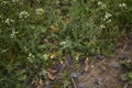 Capsella bursa pastoris herb