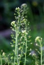 Capsella bursa-pastoris grow in nature Royalty Free Stock Photo