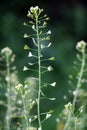 Capsella bursa-pastoris grow in nature Royalty Free Stock Photo