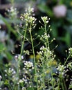 Capsella bursa-pastoris grow in nature Royalty Free Stock Photo