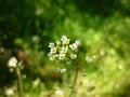 Capsella bursa-pastoris, Lady's purse flower