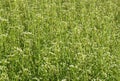 Capsella bursa-pastoris plants