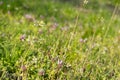 Capsella bursa-pastoris (shepherd s purse)