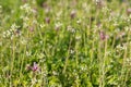 Capsella bursa-pastoris (shepherd s purse)