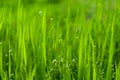 Capsella bursa-pastoris (shepherd s purse) in meadow