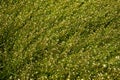 Capsella bursa pastoris, top view of the field