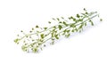 Capsella flower, Shepherd`s purse, Capsella bursa-pastoris