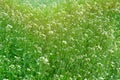 Capsella flowers on green nature blurred background on meadow in sunny day. Bright wild flowers for herbal medicine. Medicinal