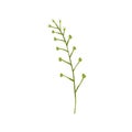 Capsella rubella, blooming plant. Botanical drawing of field floral herb with flower buds. Wild meadow herbaceous
