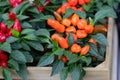 Capsicum annuum in a flower pot close-up. Capsicum orange red fruit. Autumn harvest vegetable Royalty Free Stock Photo