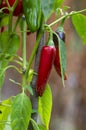 Capsicum annuum Jalapeno chilli hot peppers, group of red fruits hanging on the shrub Royalty Free Stock Photo