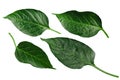 Capsicum annuum pepper leaves, paths
