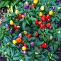 Capsicum Annuum plant. Multicolor Chili Peppers. Beautiful ornamental peppers Royalty Free Stock Photo