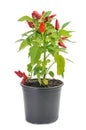 Capsicum annuum plant with small red peppers Royalty Free Stock Photo