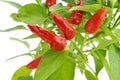 Capsicum annuum plant with small red peppers Royalty Free Stock Photo