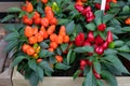 Capsicum annuum, a small shrub in a flower pot. Capsicum with orange and red fruits, a set of vegetable plants in a wooden box