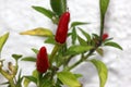 Capsicum annuum `Thai Hot`, Thai Hot Chili