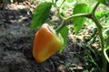 Capsicum chinense habanera Chili pepper