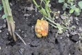 Capsicum dried and rotten