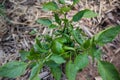 Capsicum Farm Landscape Vegetation Plants Agriculture Fields Meadows Nature Trees Blue Sky Farming In Kakamega County Kenya