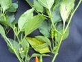 Capsicum frutescens Bird chilly fruiting twig.