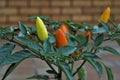 Capsicum Pepper chili plant close up Royalty Free Stock Photo