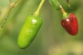 Capsicum pubescens plant