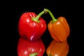 Capsicums