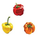 capsicums. Vector illustration decorative design