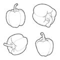 Capsicums Vector Illustration Hand Drawn Vegetable Cartoon Art