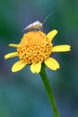 Capsid bug feeding on a yellow wildflower