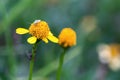 Capsid bug walking on a tiny yellow flower
