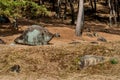 Capstone on dolmen burial chamber in neolithic park