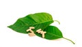 capsule on kratom leaf Royalty Free Stock Photo
