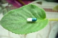 Capsule on leaf drugs ,Thai herbal which encourage health Royalty Free Stock Photo