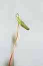 Capsule of moss, probably Capillary Thread-moss Royalty Free Stock Photo
