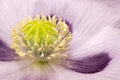 Capsule of Poppy in flower bed closeup Royalty Free Stock Photo