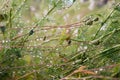 Capsules of field poppy flowers with long stalks and dew drops Royalty Free Stock Photo