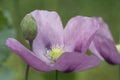 Capsules and flowers of opium poppy, Papaver somniferum Royalty Free Stock Photo