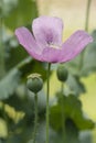 Capsules and flowers of opium poppy, Papaver somniferum Royalty Free Stock Photo