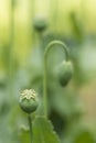 Capsules and flowers of opium poppy, Papaver somniferum Royalty Free Stock Photo