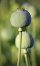 Capsules of poppy Royalty Free Stock Photo